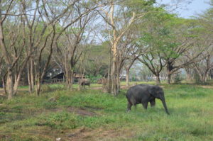 elephant valley chiang rai